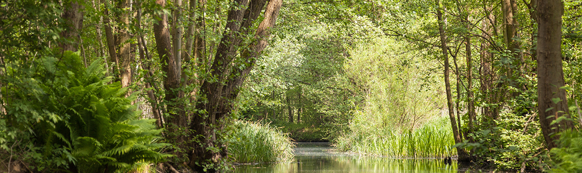 Das Foto zeigt einen Kanal im Spreewald.